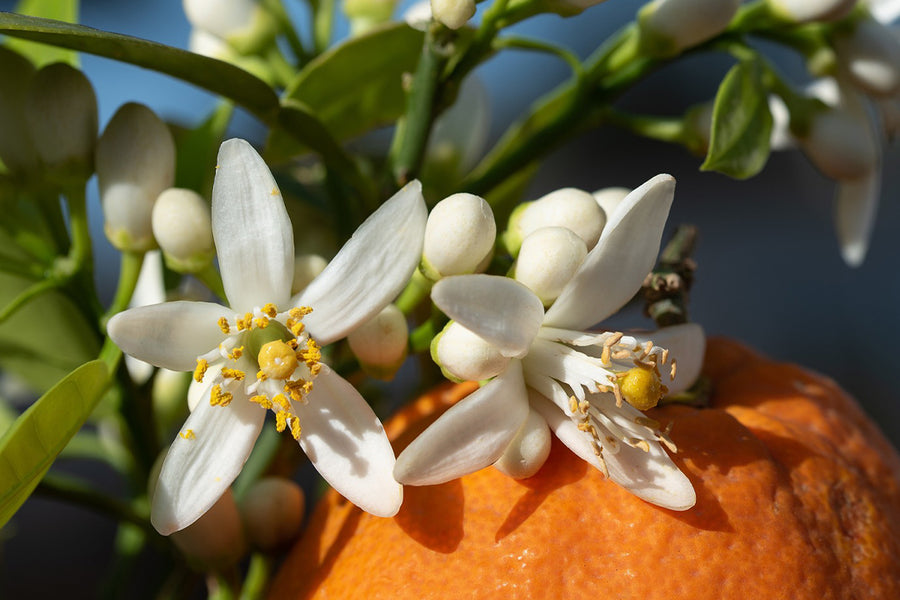 NeroLI