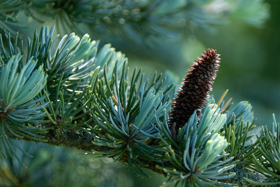 CEDAR
