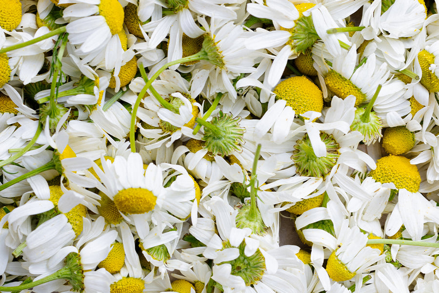 BLUE CHAMOMILE