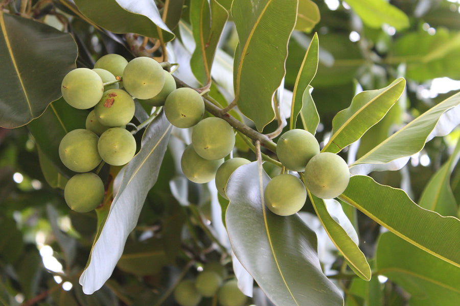 TAMANU
