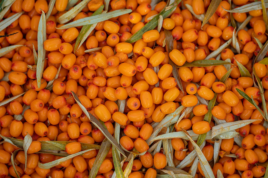 SEA BUCKTHORN